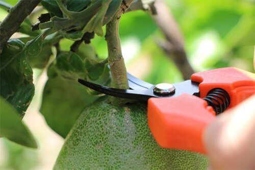 curved fruit scissors green walker made in taiwan