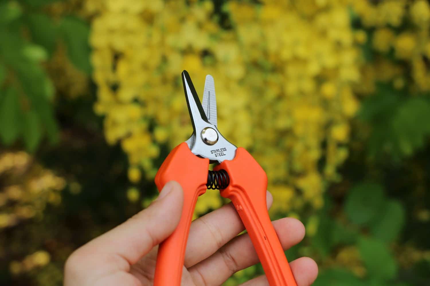 fruit scissors with short straight blade
