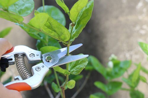 fruit scissors taiwan green walker