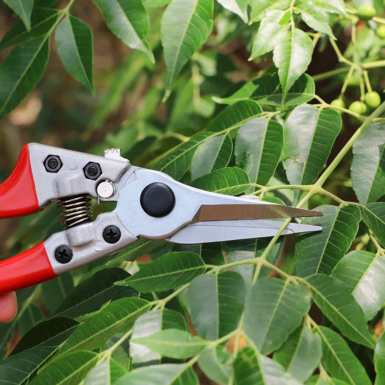 Trimming Scissors to cut light stems.